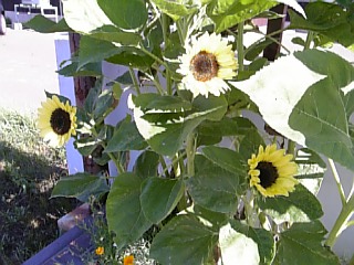 b0001440_1457551.jpg
