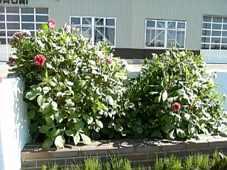 b0001440_14584693.jpg