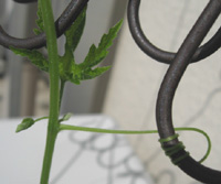 f0143445_1092248.jpg