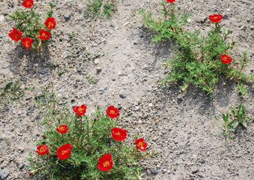 b0159780_23122839.gif