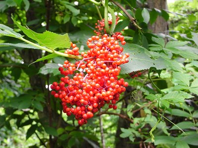 f0157901_17345789.jpg