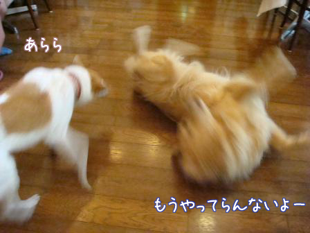 f0064906_1657297.jpg