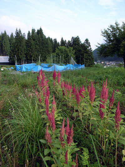 f0135908_2232134.jpg