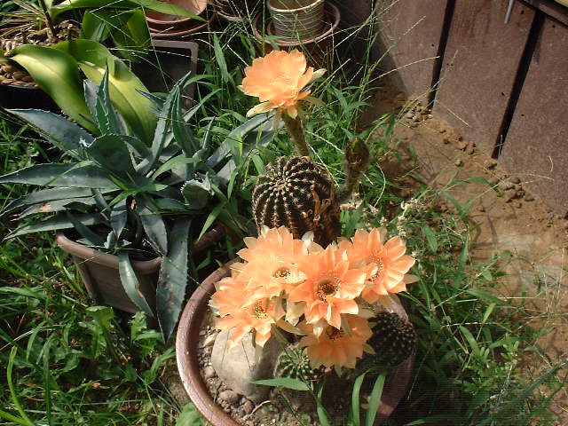 f0173908_19383931.jpg