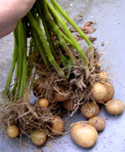 f0036716_2146591.jpg