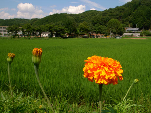 c0032138_151484.jpg