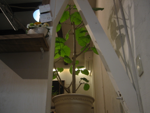 f0178145_15424.jpg