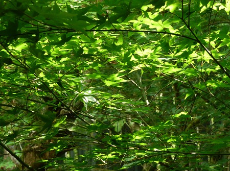 c0057946_19295915.jpg