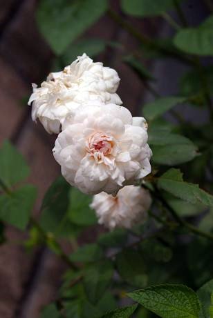 f0159267_1617162.jpg