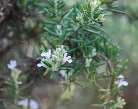 b0159780_2324396.gif