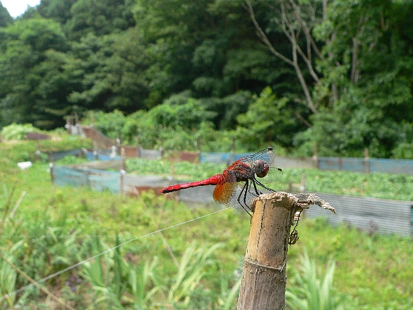 e0002314_22385442.jpg