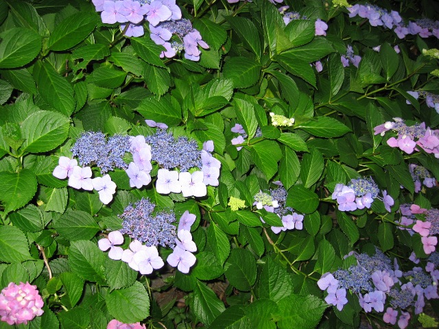 c0115922_20543198.jpg
