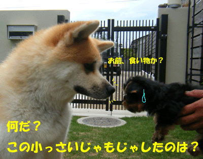 f0008935_0272793.gif