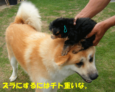 f0008935_0273838.gif