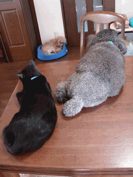 c0136736_2122652.gif