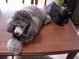 c0136736_2132612.gif