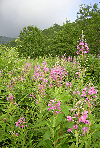 a0001354_21305731.jpg