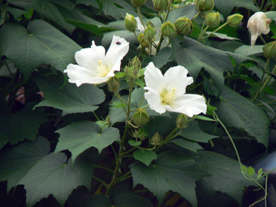 f0086169_2019595.jpg