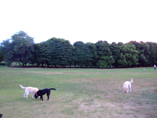 f0001698_1161424.jpg
