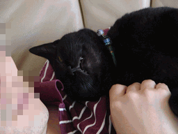 c0136736_209279.gif