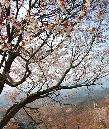 c0052470_10565825.jpg