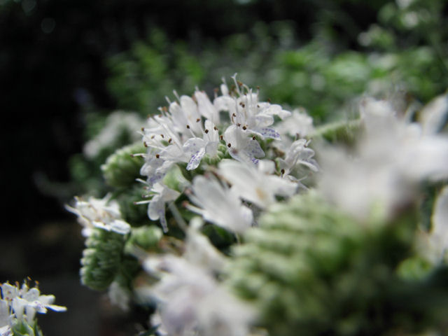 d0079373_23291310.jpg
