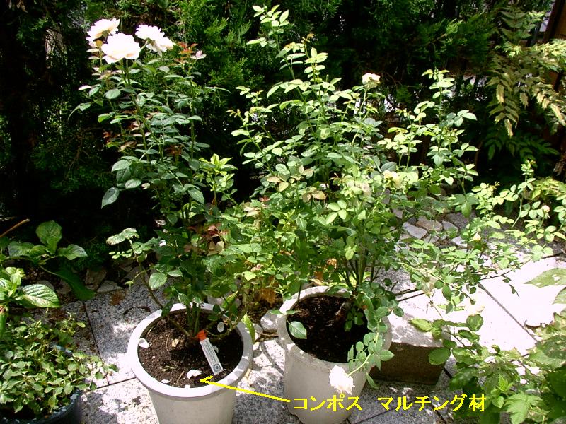 e0037600_194767.jpg