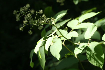f0041606_20211082.jpg