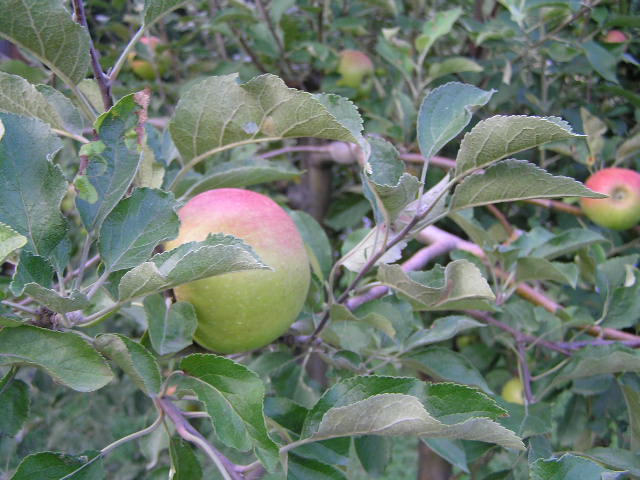 b0129008_10252554.jpg