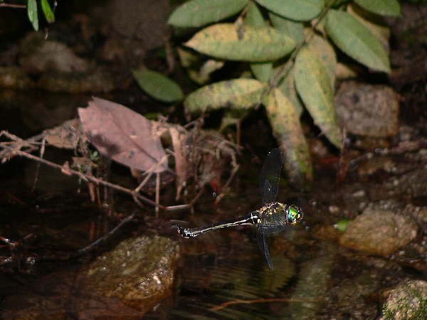 e0002314_15105384.jpg