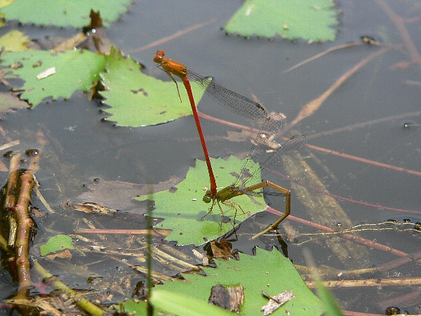 e0002314_1510756.jpg