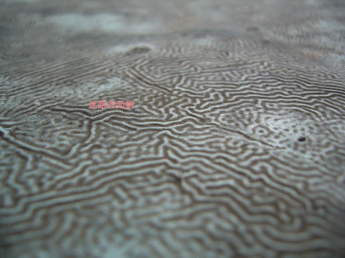 d0042827_17445553.jpg
