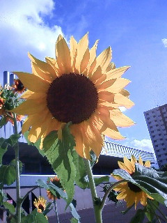 b0006537_1627223.jpg