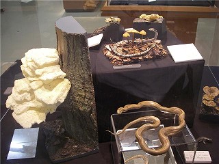 f0169942_6461465.jpg
