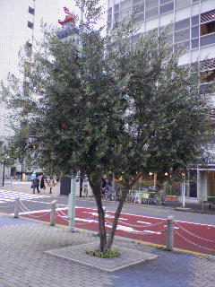 a0094449_14554690.jpg