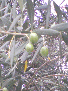 a0094449_1456655.jpg