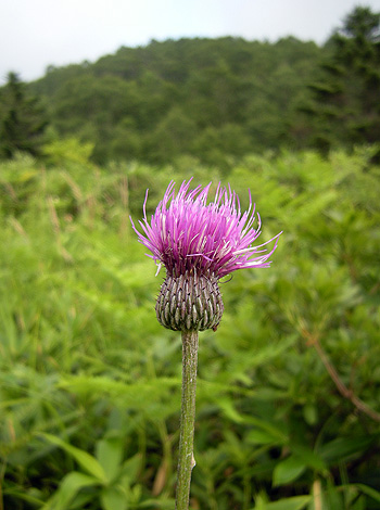 a0001354_19192090.jpg