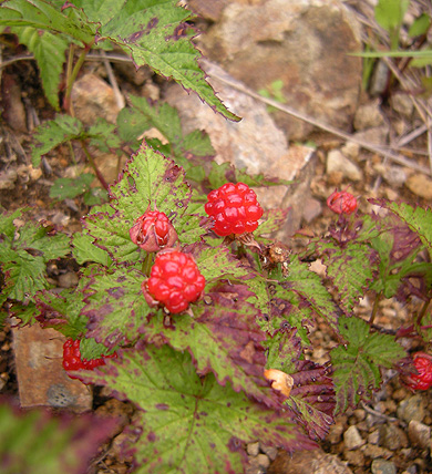 a0001354_192344.jpg