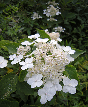 a0001354_197977.jpg