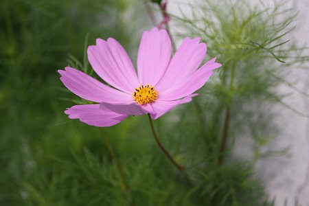 f0171559_072817.jpg