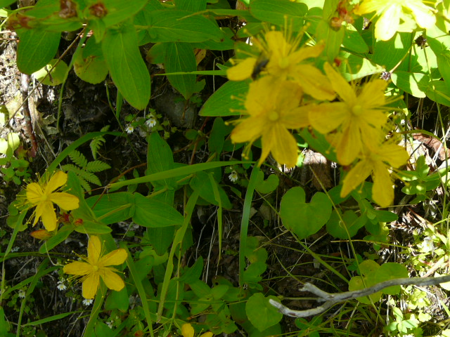 e0145782_20313516.jpg