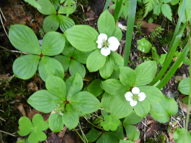e0145782_20401669.jpg