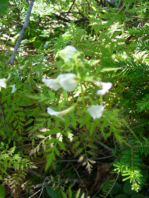e0145782_20422361.jpg