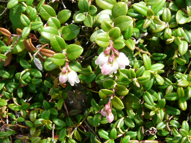 e0145782_20442743.jpg