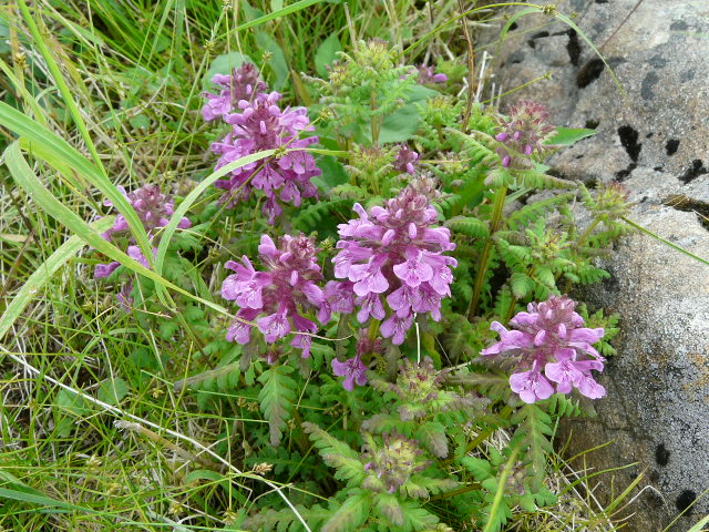 e0145782_20444934.jpg