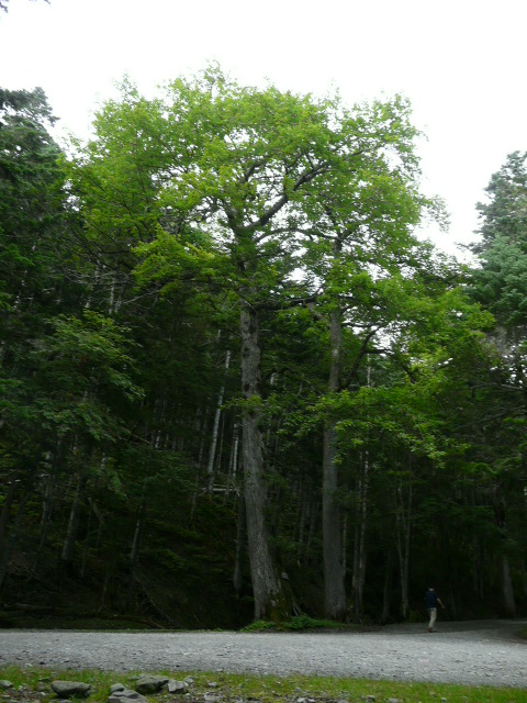 e0145782_20512986.jpg