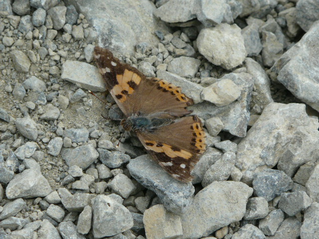 e0145782_20552582.jpg
