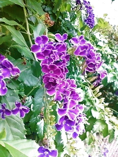c0076383_10111793.jpg