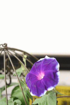 d0100192_19252192.gif