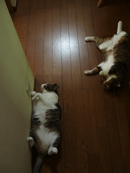 c0129702_23434532.gif